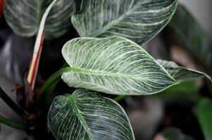 Philodendron , Philodendron Birkin oder zweifarbig Pflanze foto