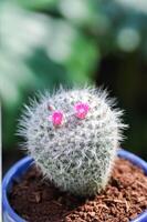 Mammillaria carmenae ,Mammillaria oder Kaktus oder saftig oder Mammillaria carmenae mit Rosa Blume foto