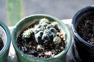 Gymnocalycium Damsii v tucavocense, Gymnocalycium Damsii ssp oder Kaktus foto