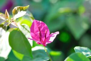 Bougainvillea oder Papier Blume , rot Papier Blume foto