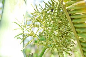 Palme Blume oder Palme Samen oder Hypophorbe Indica oder Normanbya Normanbyi, wodyetie bifurcata ak irvine oder Fuchsschwanz Palme oder Arecaceae oder Palmae foto