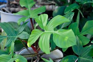 Philodendron pädatum, Philodendron oder Araceae foto