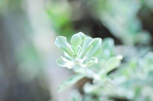Leucophyllum frutescens ,. scrophulariaceae oder Asche Busch oder lila Salbei oder Sinnlichkeit oder silbernes Blatt oder Texas Ranger oder Weiß Salbei foto