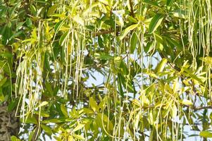 Dita, Teufel Baum oder alstonia Gelehrte oder Weiß Käseholz oder Teufel Rinde oder dita Rinde oder schwarz Tafel Baum und Samen im Himmel Hintergrund foto