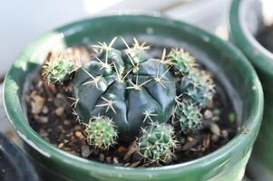 Gymnocalycium Damsii v tucavocense, Gymnocalycium Damsii ssp oder Kaktus foto