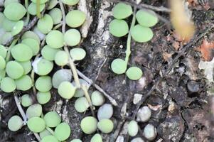 Dischidia nummularia Variegata, Dischidia nummularia bunt oder Zeichenfolge von Nickel Pflanze oder Dischidia nummularia foto