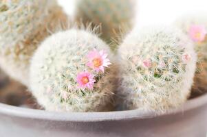 Mammillaria carmenae ,Mammillaria oder Kaktus oder saftig oder Mammillaria carmenae mit Rosa Blume foto