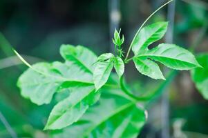 Leidenschaft Obst Anlage, Passiflora Edulis oder Passionsfrucht oder Maracuja foto