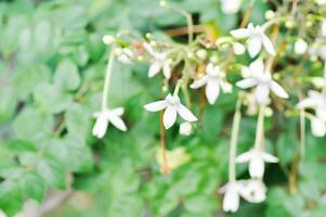 Kork Baum, indisch Kork Baum oder Milltonie Hortensie Linn oder Bignoniaceae oder Weiß Blume foto