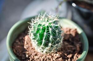 Echinopsis Calochlora, goldener Echinopsis Calochlora oder Kaktus foto