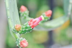 Opuntie Cochenillifera, Opuntie oder Kaktus oder Opuntie Blume foto