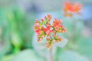 Kalanchoe blossfeldiana Pölln, Kalanchoe blossfeldiana oder flammend katy oder Kalanchoe oder Crassulaceae foto