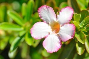 Wüste Rose, apocyaceae oder Adenium obesum oder spotten Azalee oder rosabignonia oder Impala Lilie oder Weiß und Rosa Wüste Rose foto