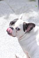 Französisch Bulldogge oder stellen auf Zunge Hund , jung Französisch Bulldogge foto