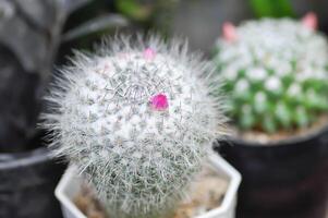 Mammillaria carmenae ,Mammillaria oder Kaktus oder saftig oder Mammillaria carmenae mit Rosa Blume foto