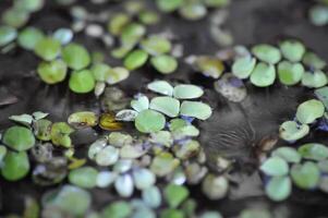 Wasser Grüner Salat ,ohne Stiel Wasser Pflanze oder Wasserlinse foto