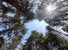 Grün Sommer- Wald Hintergrund. hoch Bäume Perspektive Aussicht von das Boden foto