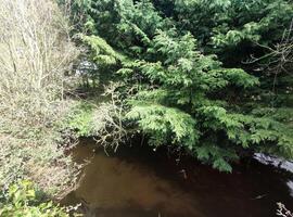 Grün Wald und ein See natürlich Hintergrund foto