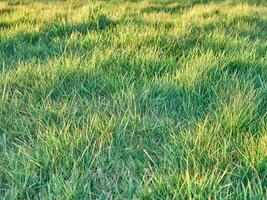 Grün Gras Hintergrund schließen Sicht, Frühling Gras Feld foto