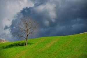 Baum auf dem Hügel foto