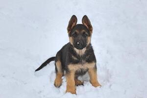 ein Deutsche Schäfer Hündchen im das Schnee. foto