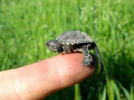 Baby europäisch Teich Schildkröte auf Mensch Finger foto