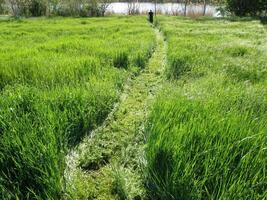 schön Grün Gras Feld foto