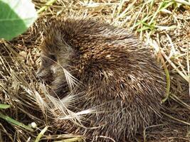 Schlafen Erwachsene Igel foto