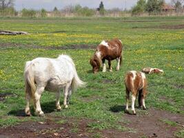 Pony Pferde Weiden lassen im Wiese foto