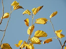 Gelb Herbst Blätter auf Blau Hintergrund foto