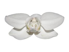 isolierte weiße Orchideenblume foto