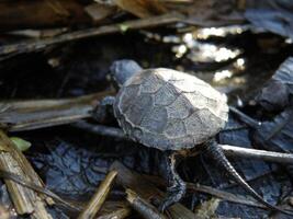 Baby europäisch Teich Schildkröte auf Mensch Finger foto