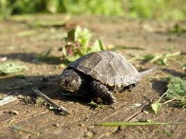 Baby europäisch Teich Schildkröte auf Mensch Finger foto