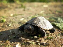 Baby europäisch Teich Schildkröte auf Mensch Finger foto