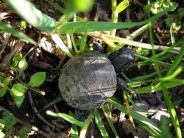 Baby europäisch Teich Schildkröte auf Mensch Finger foto