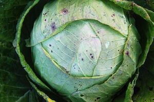 schön organisch Kohl foto