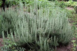 groß Rosmarin Busch im das Garten foto