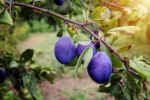 Pflaume Obst auf das Baum foto