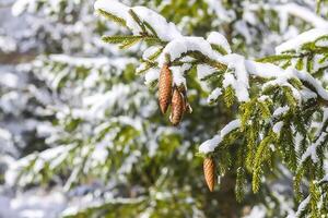 Schnee bedeckt Tanne Baum Geäst mit Zapfen draußen. foto