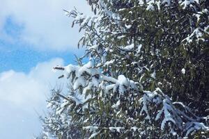 Schnee bedeckt Fichte Tanne Baum Geäst draußen. foto