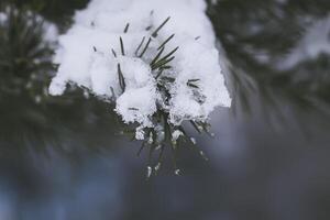 Schnee bedeckt Fichte Baum Geäst draußen. foto
