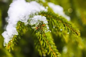 schmelzen Schnee auf Tanne Baum Geäst draußen. foto