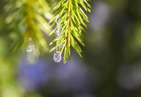 Wasser fallen auf Tanne Baum Ast draußen. foto