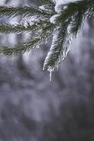 transparent Eiszapfen hängend auf das Schnee bedeckt Kiefer Baum Ast foto