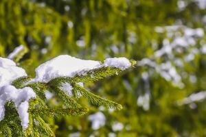 Schnee bedeckt Tanne Baum Geäst draußen. foto