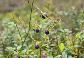 wild Blaubeere im Sommer- Wald. foto