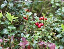 Wald rot Cranberry foto