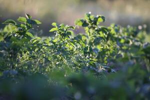 reif frisch Blaubeere foto