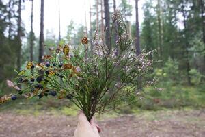 Strauß von Wald Blaubeeren im Hand foto