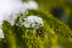 Schnee bedeckt Fichte Baum Geäst draußen. foto